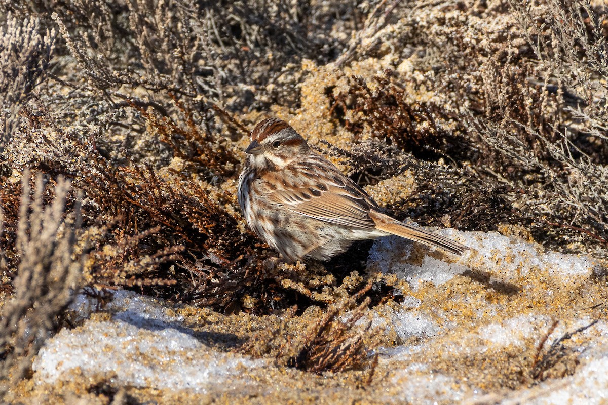 Song Sparrow - ML652553932