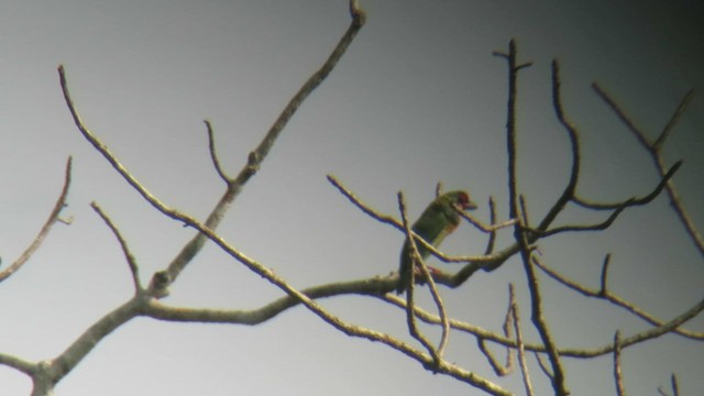 Malabar Barbet - ML652553950