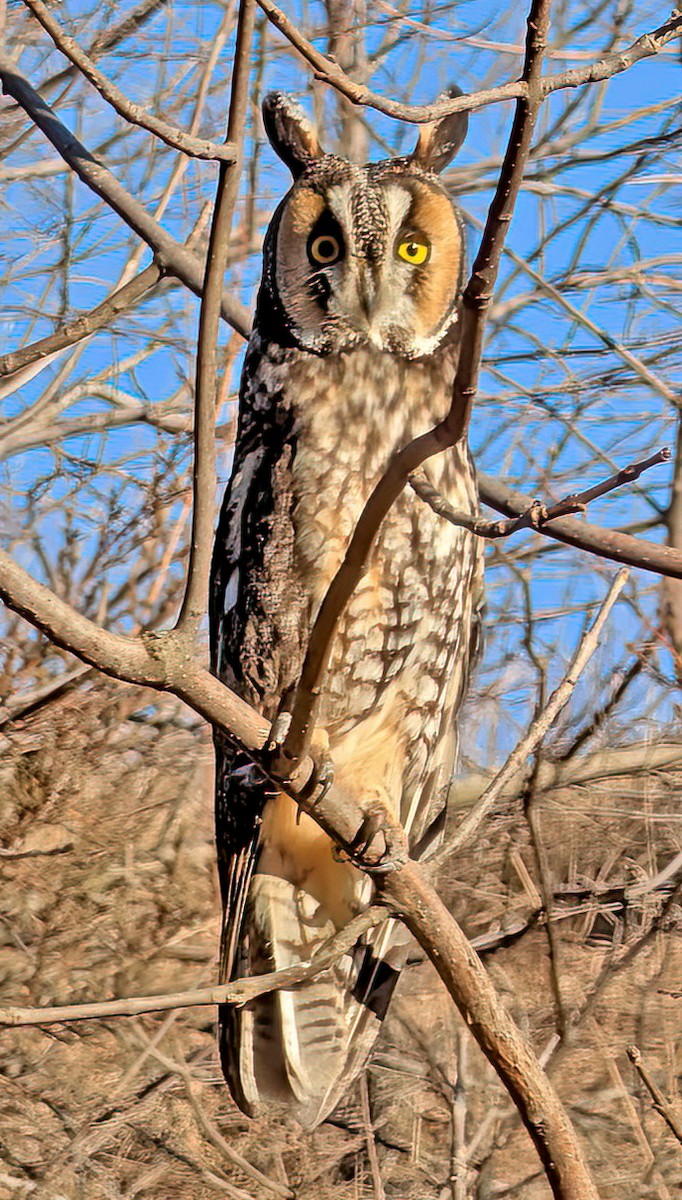 Búho Chico - ML652554005