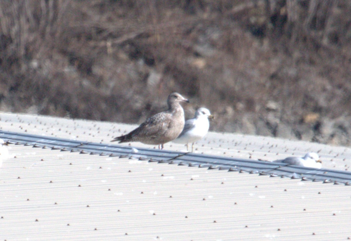 American Herring Gull - ML652554094