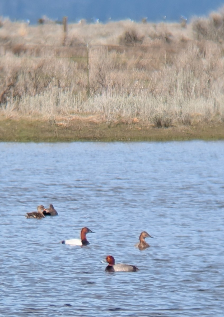 Murgilari bizkarzuria - ML652554107