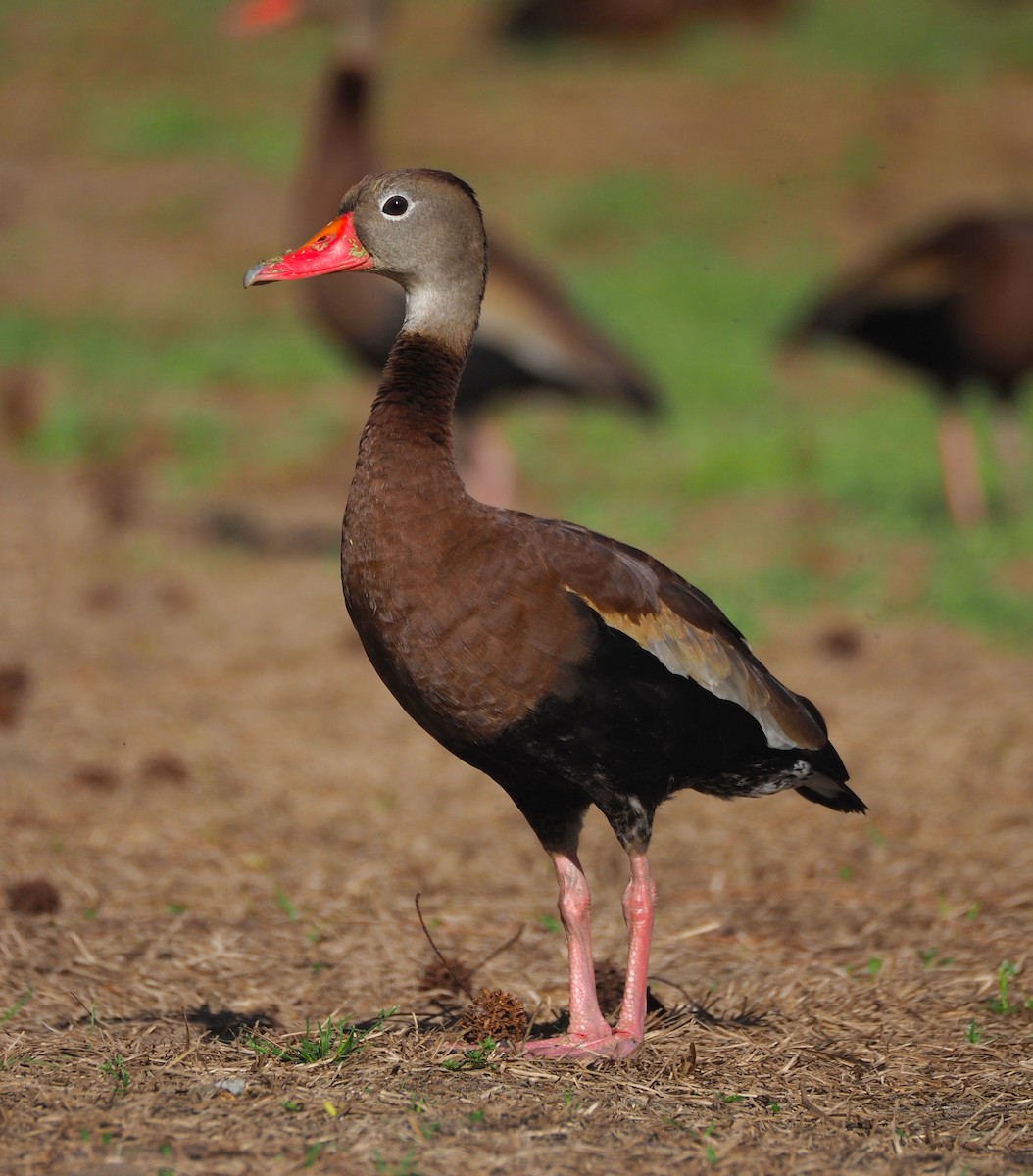 Black-bellied Whistling-Duck - ML652554198