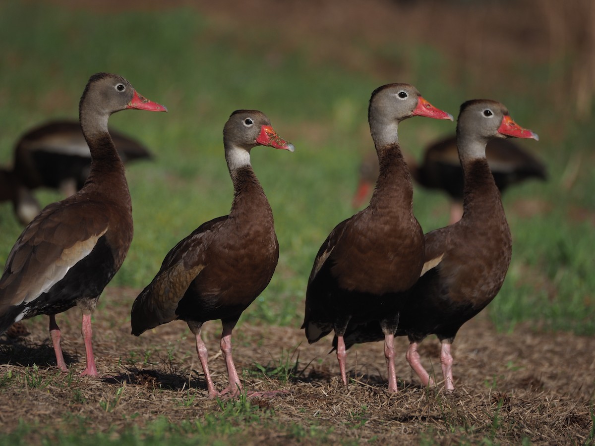Black-bellied Whistling-Duck - ML652554200