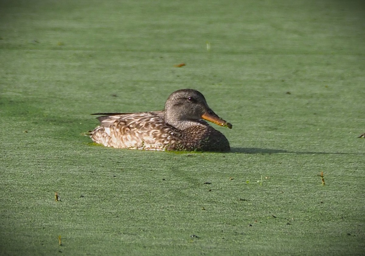 Gadwall - ML652554212