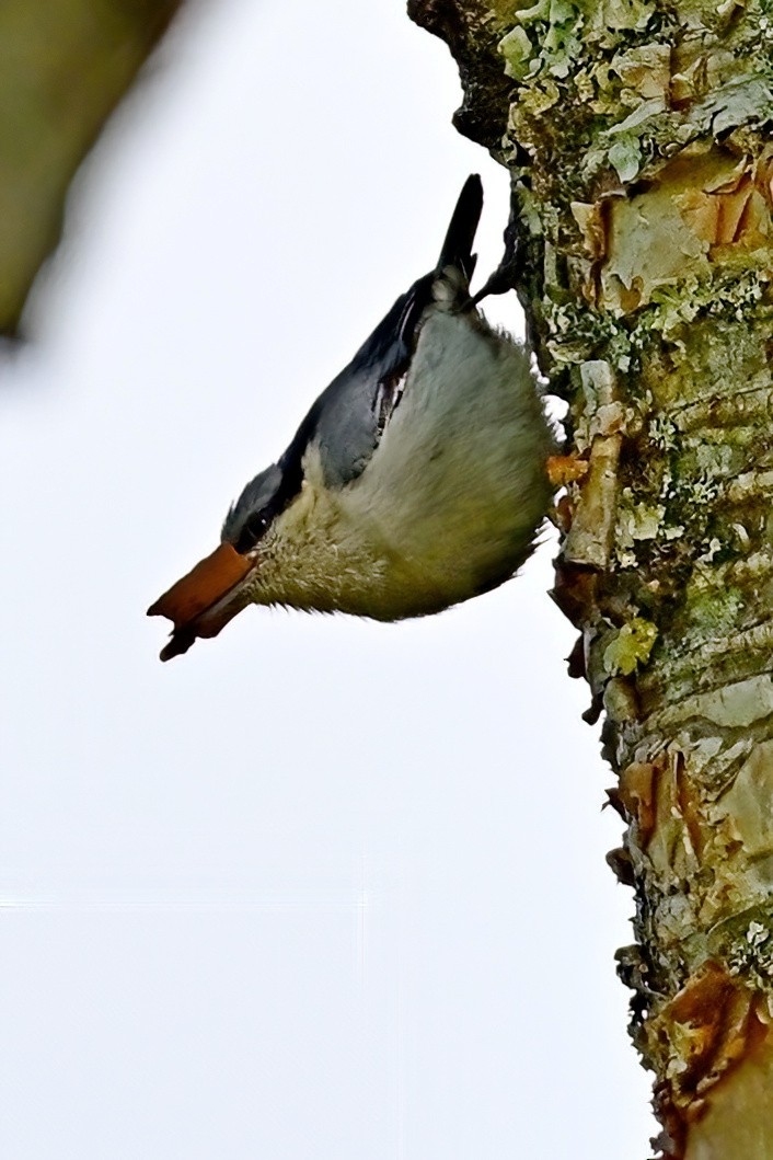Chestnut-vented Nuthatch - ML652554348