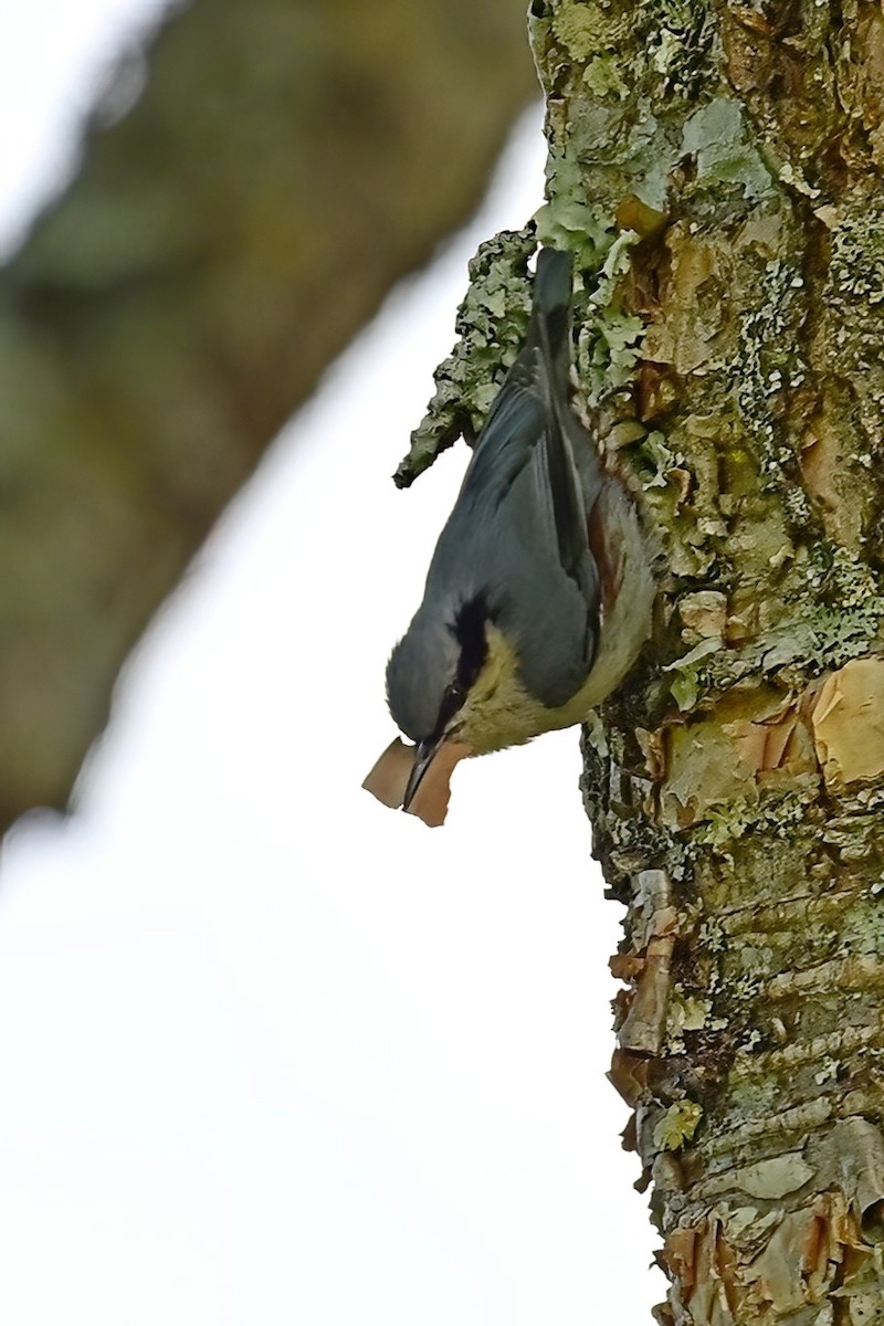 Chestnut-vented Nuthatch - ML652554349