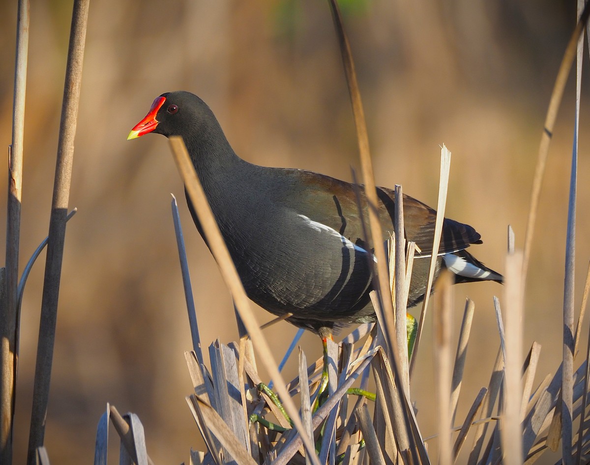Common Gallinule - ML652554387