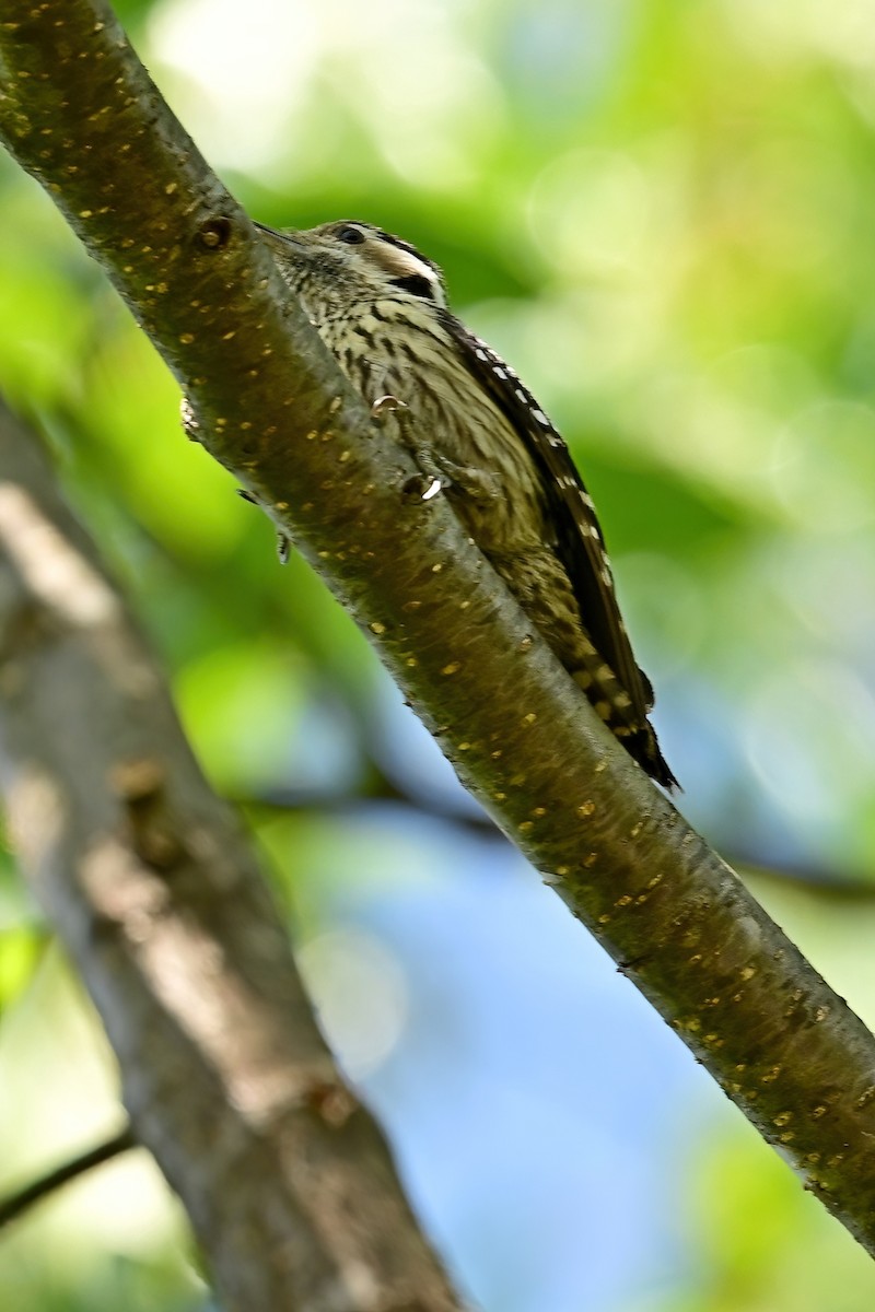 Gray-capped Pygmy Woodpecker - ML652554388