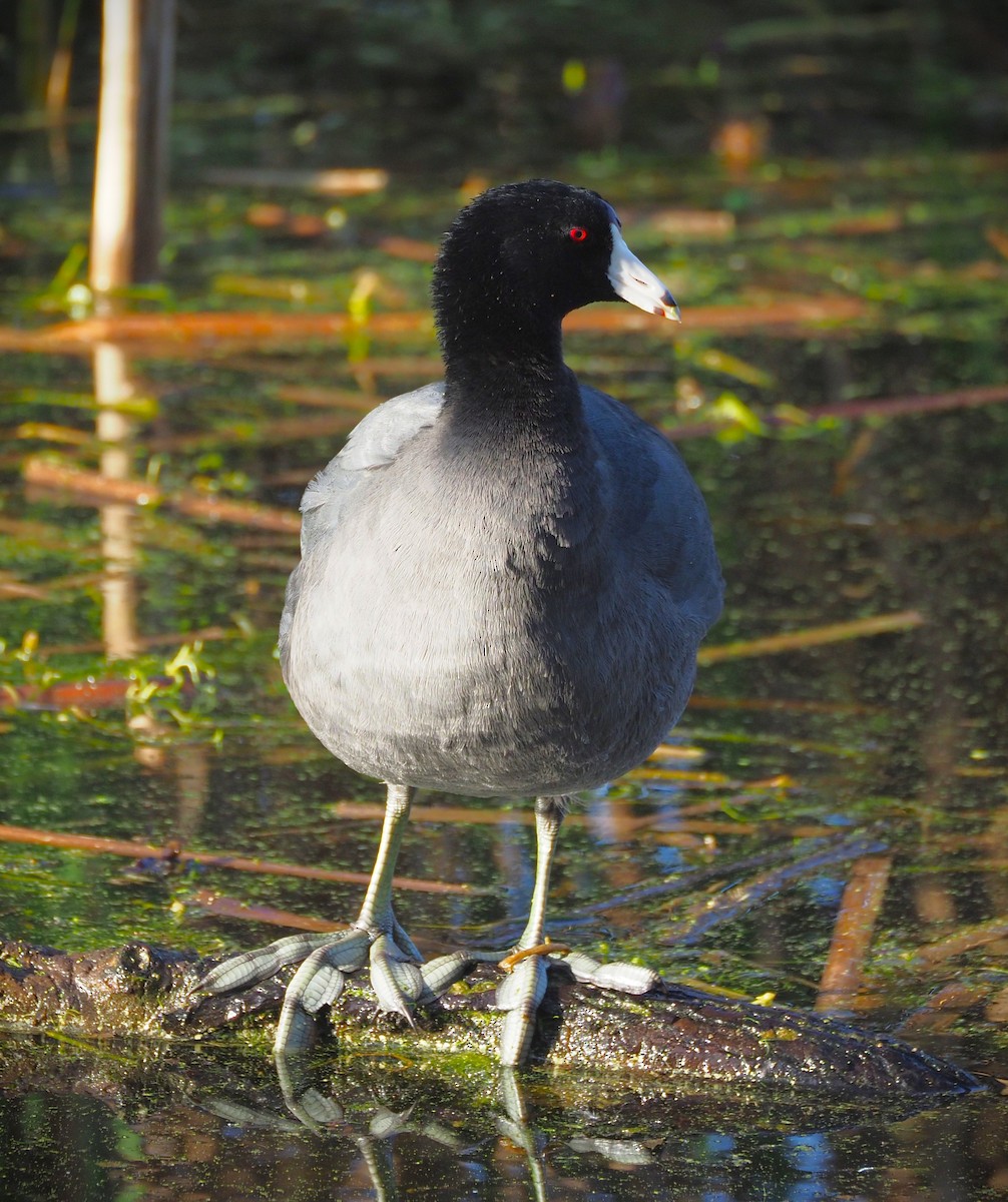American Coot - ML652554389