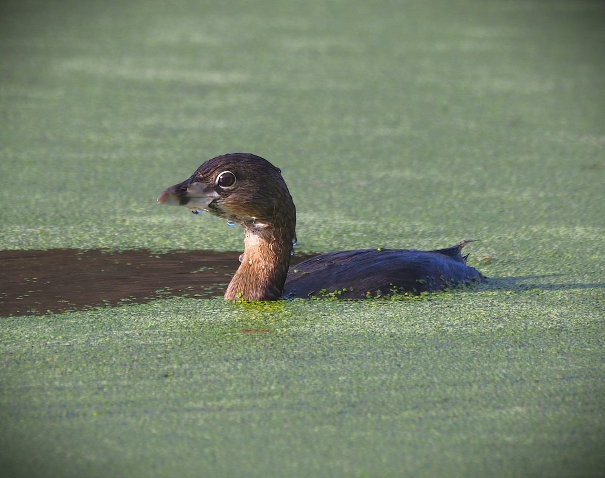 Pied-billed Grebe - ML652554411