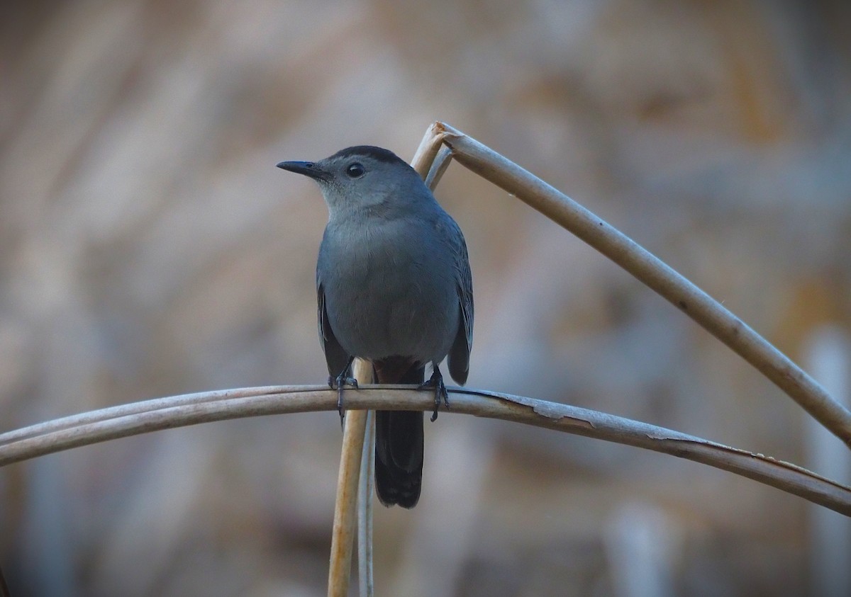 Gray Catbird - ML652554451