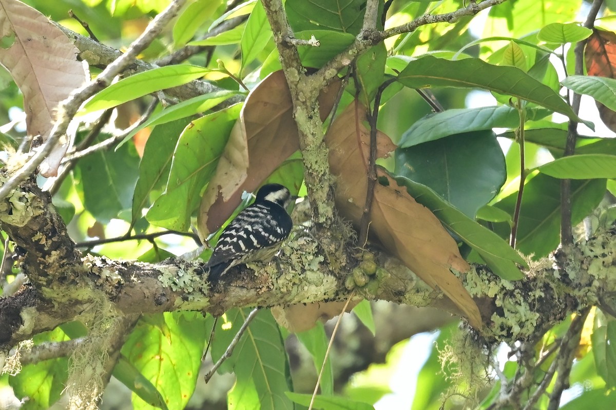 Gray-capped Pygmy Woodpecker - ML652554465