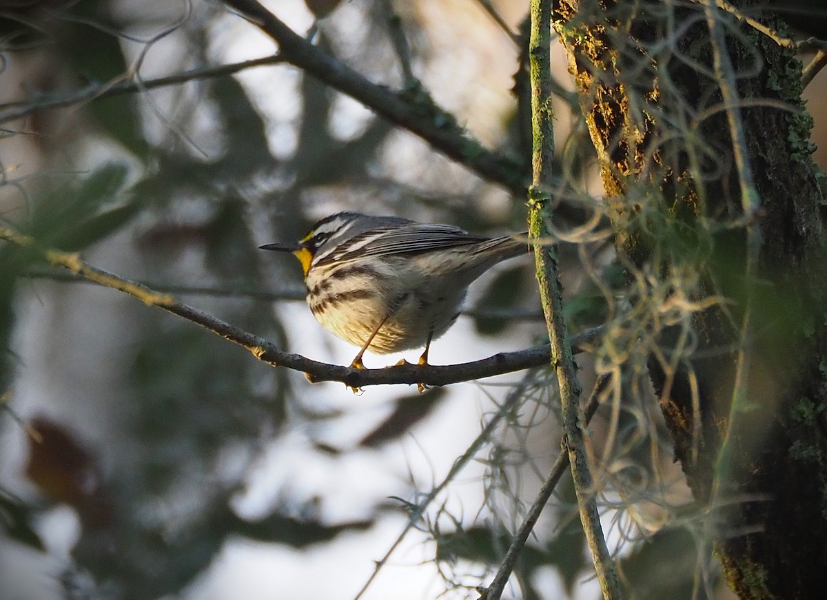 Yellow-throated Warbler - ML652554478