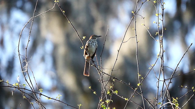 דשוש חום - ML652554511