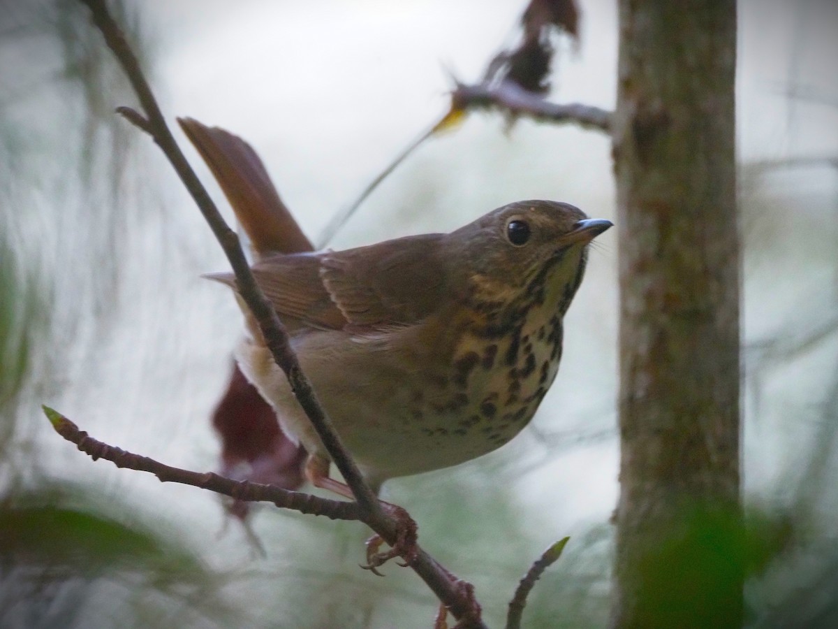 Hermit Thrush - ML652554593
