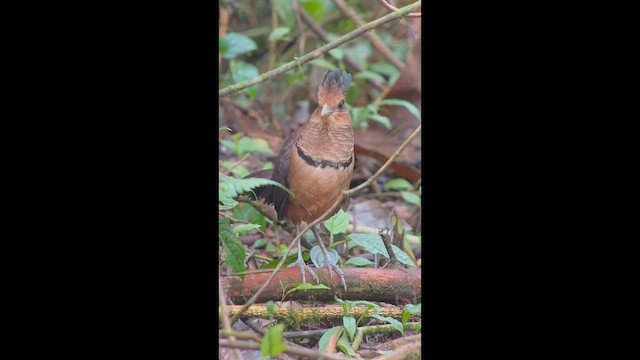 Rufous-vented Ground-Cuckoo - ML652554742