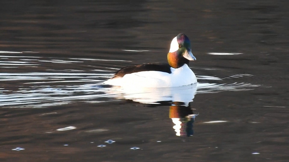 bøffeland - ML652554768