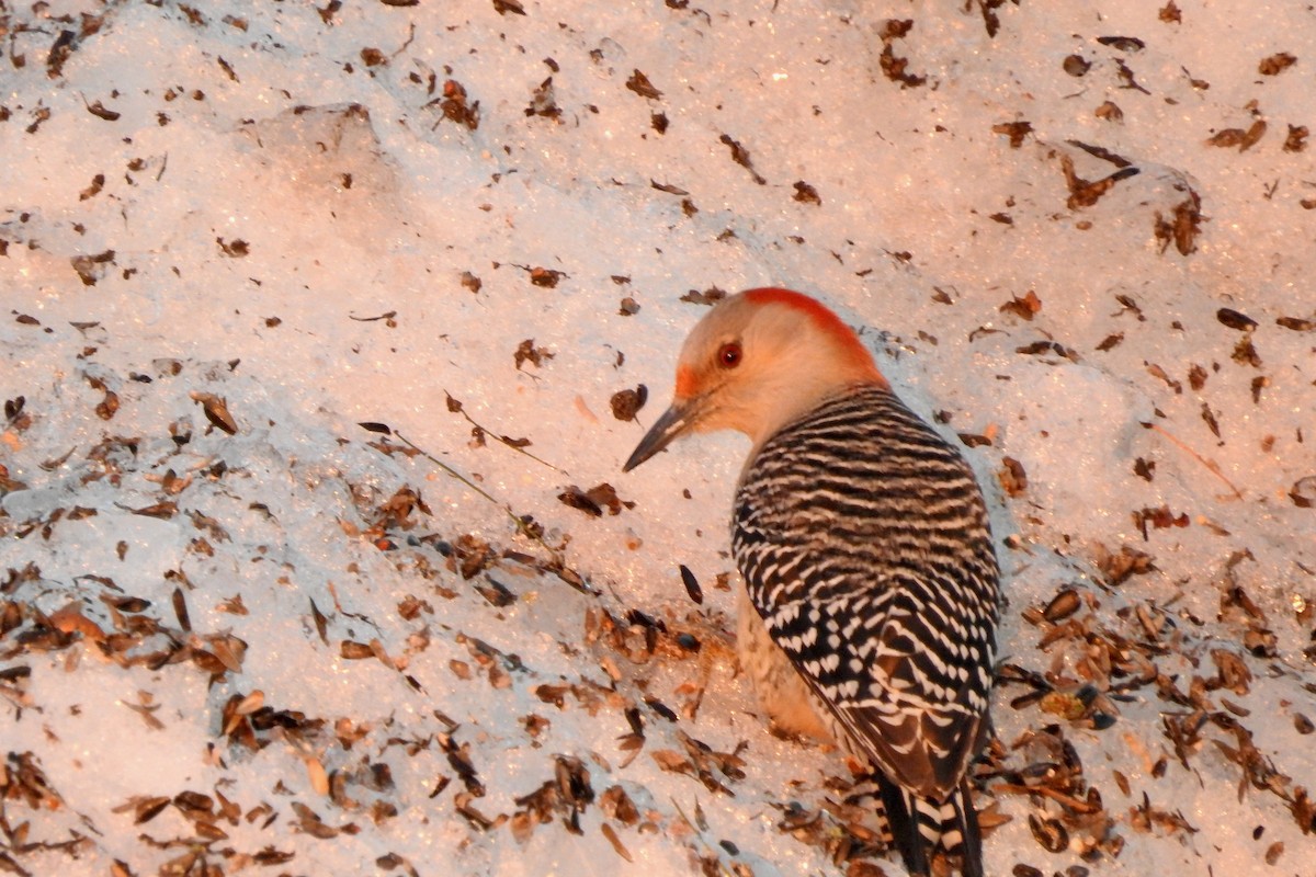 lundspett - ML652554811