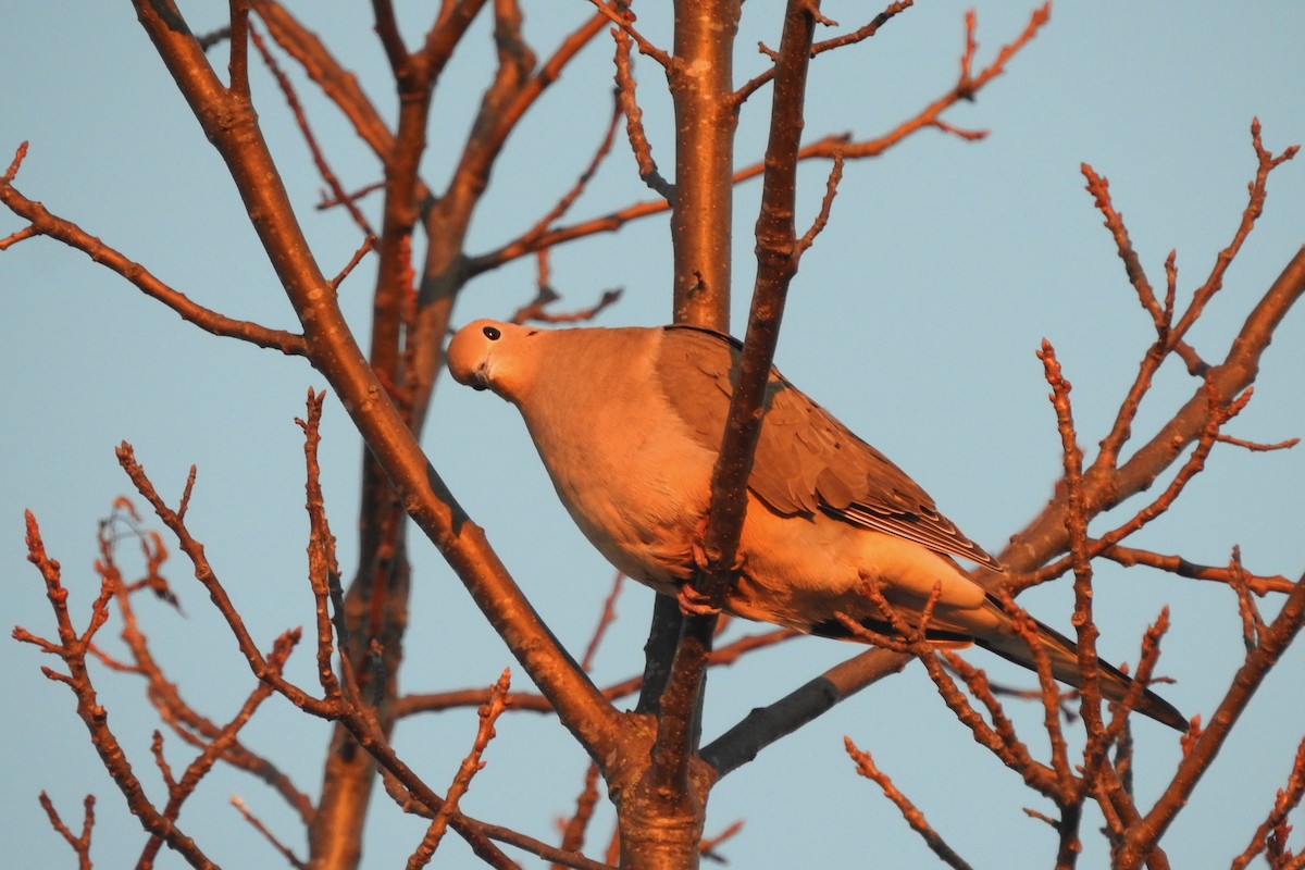 sørgedue - ML652554843