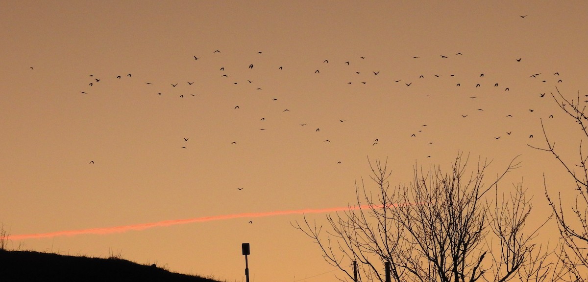 fiskekråke - ML652554874