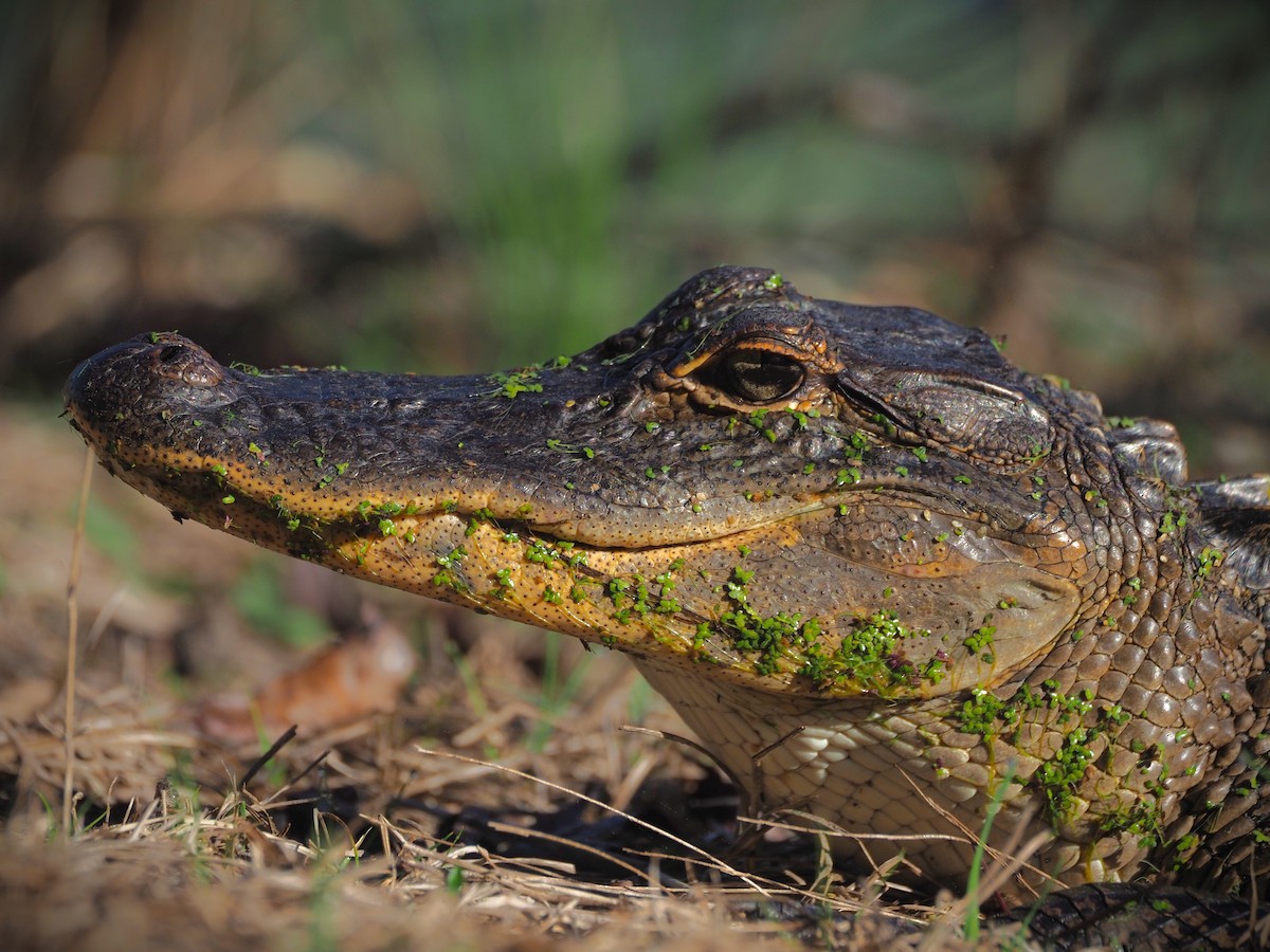 Animals - ML652554906