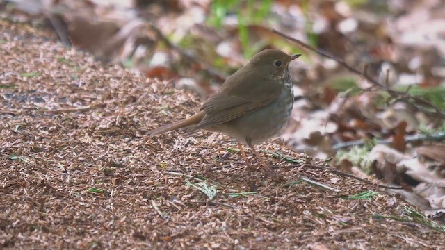 קיכלי חלוד-זנב - ML652554919