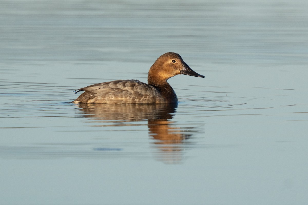 Murgilari bizkarzuria - ML652555013