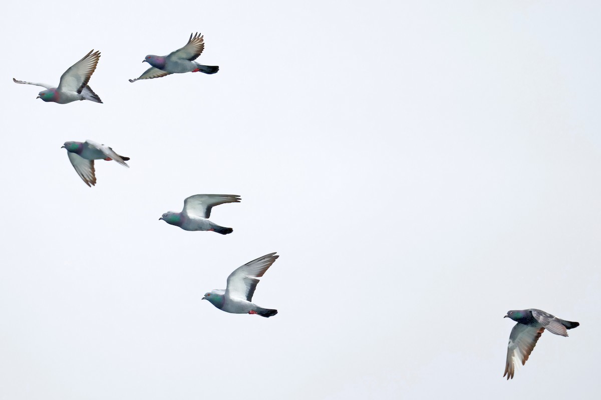 Rock Pigeon (Feral Pigeon) - ML652555117