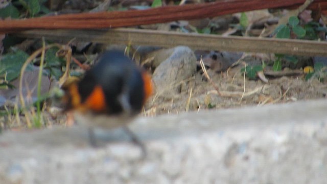 American Redstart - ML652555234