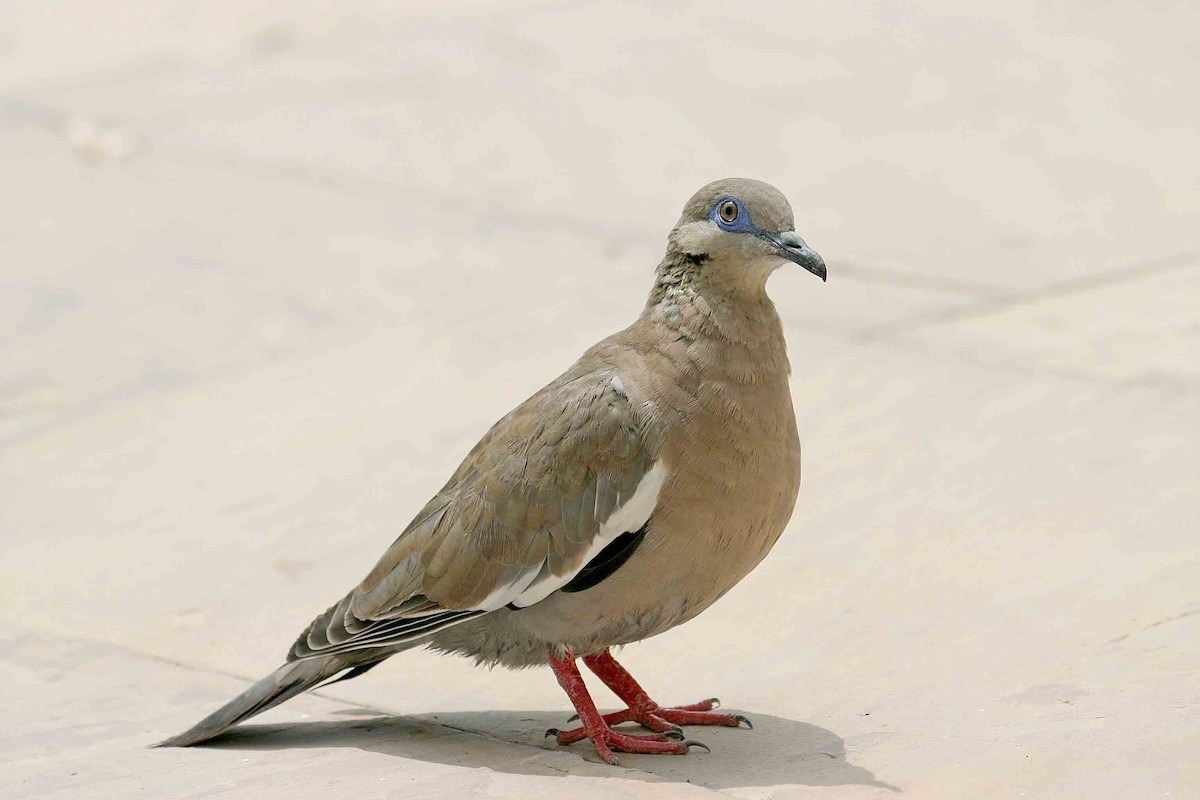 West Peruvian Dove - Michael Dvorak