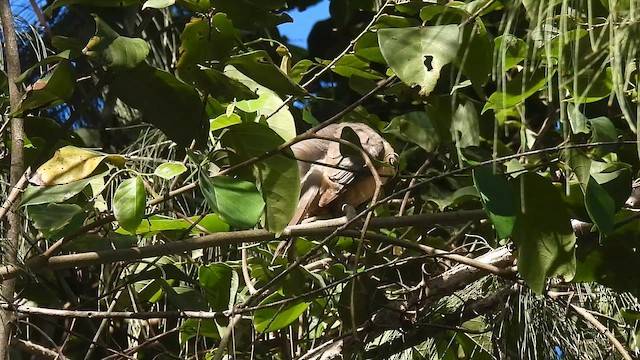 Mangrove Cuckoo - ML652555400