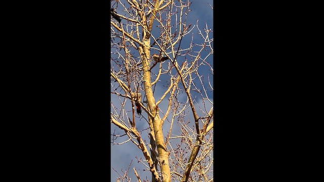 נקר צפון-אמריקני - ML652555585