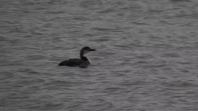 צוללן צפוני - ML652555663