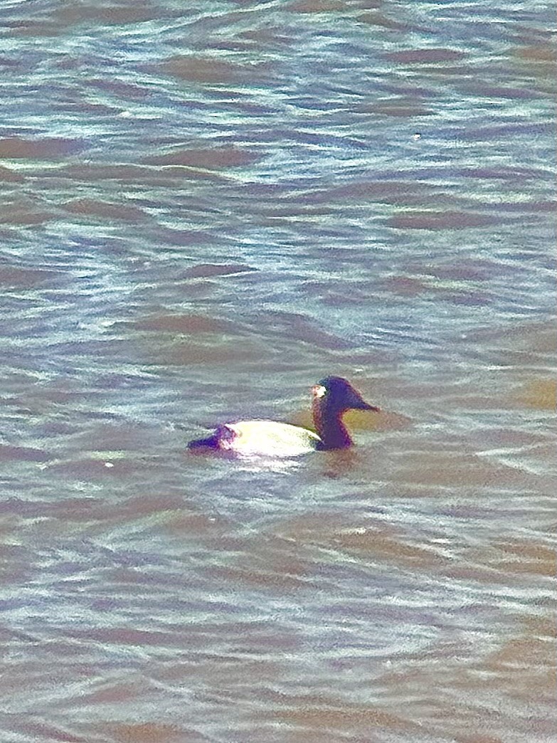 Murgilari bizkarzuria - ML652555722