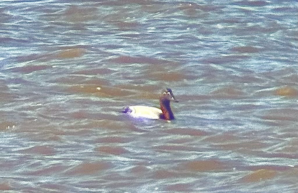 Murgilari bizkarzuria - ML652555723