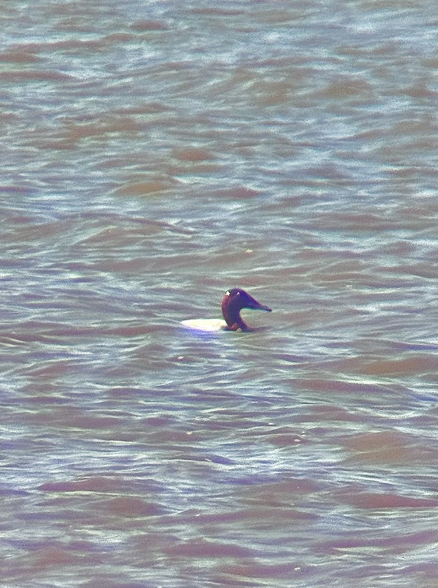 Murgilari bizkarzuria - ML652555724