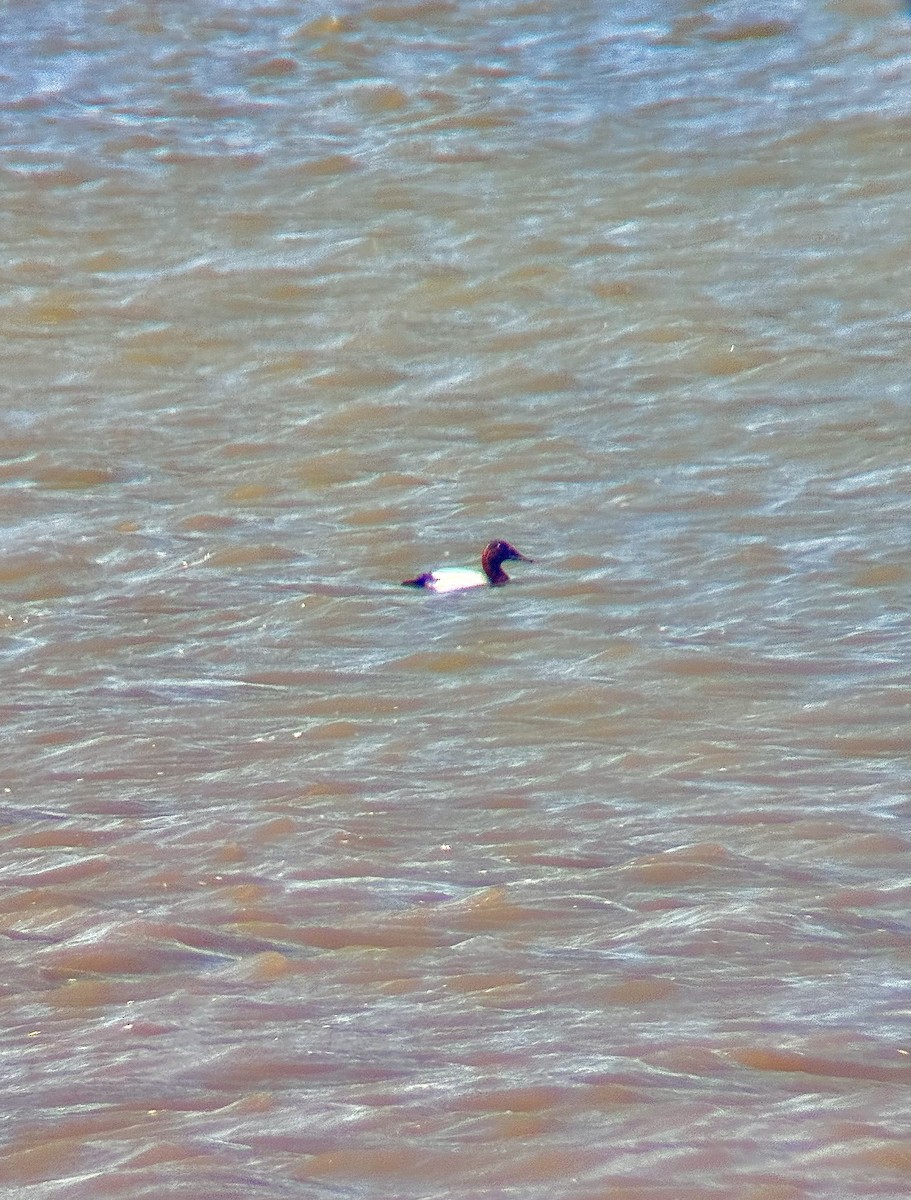 Murgilari bizkarzuria - ML652555725