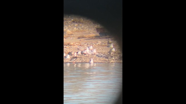 אווז שלג - ML652555890