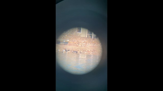 אווז שלג - ML652556309