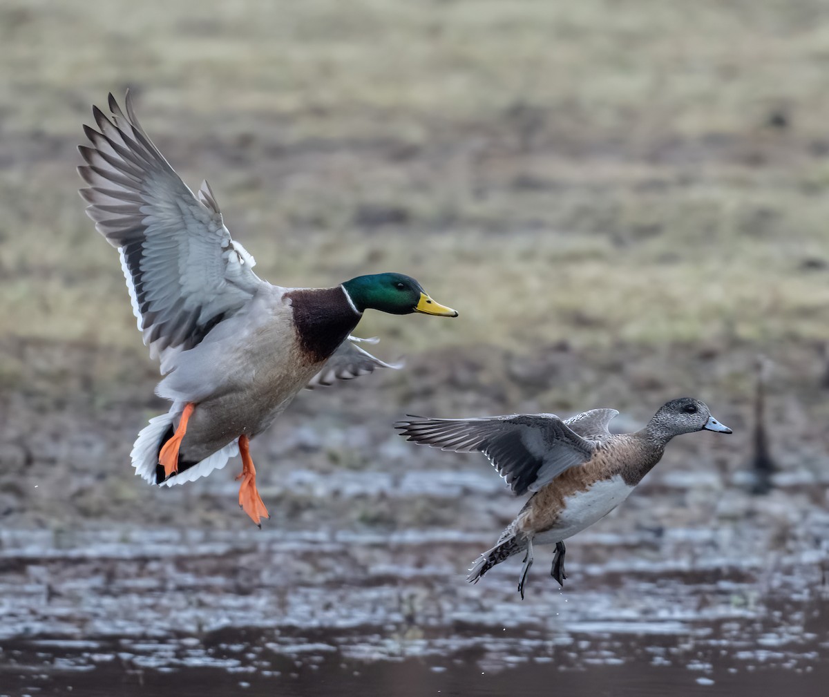 American Wigeon - ML652556341
