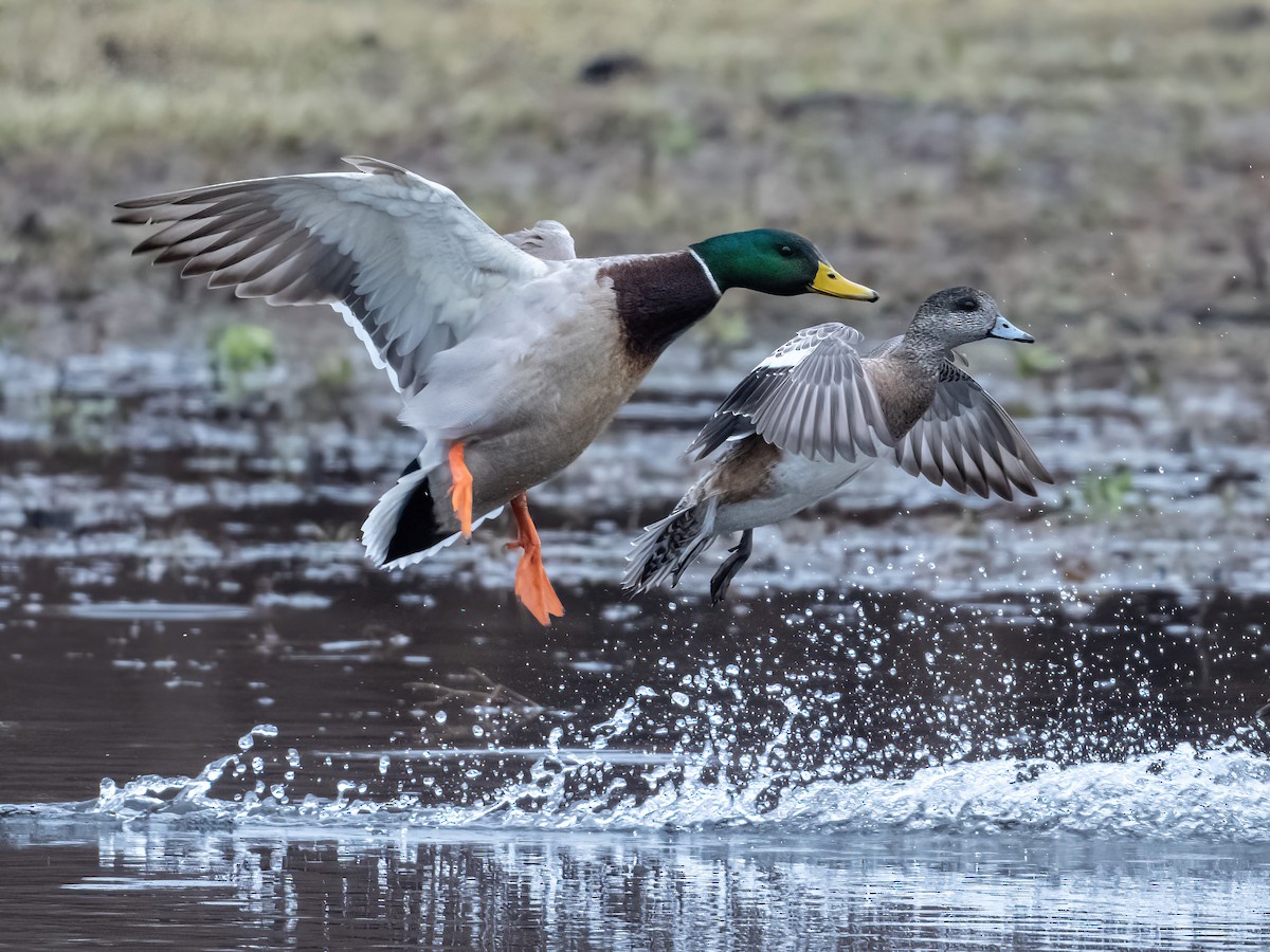 American Wigeon - ML652556346