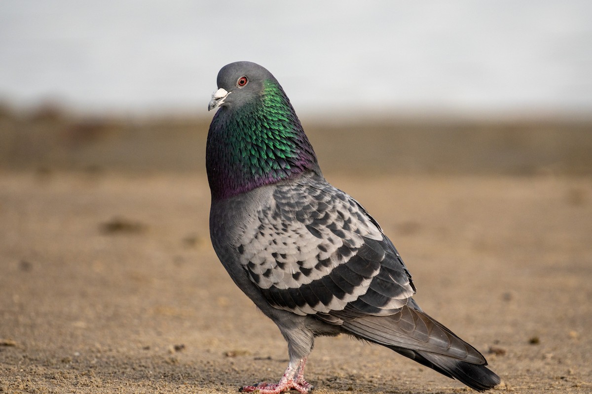 Rock Pigeon (Feral Pigeon) - ML652556363