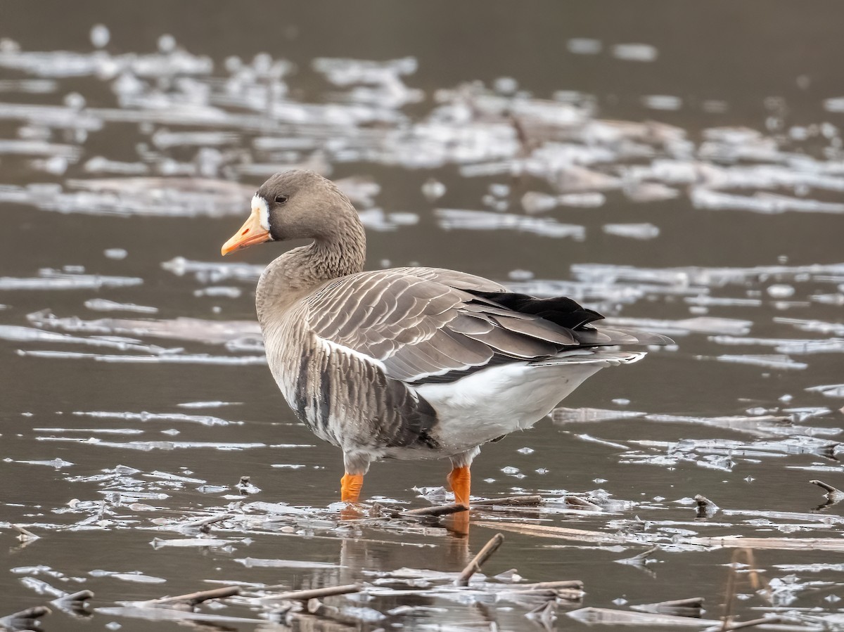 Манхин галуу - ML652556461