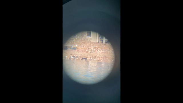 אווז שלג - ML652556469