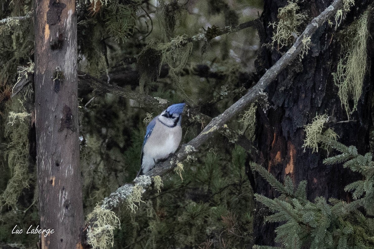 Blue Jay - ML652556487