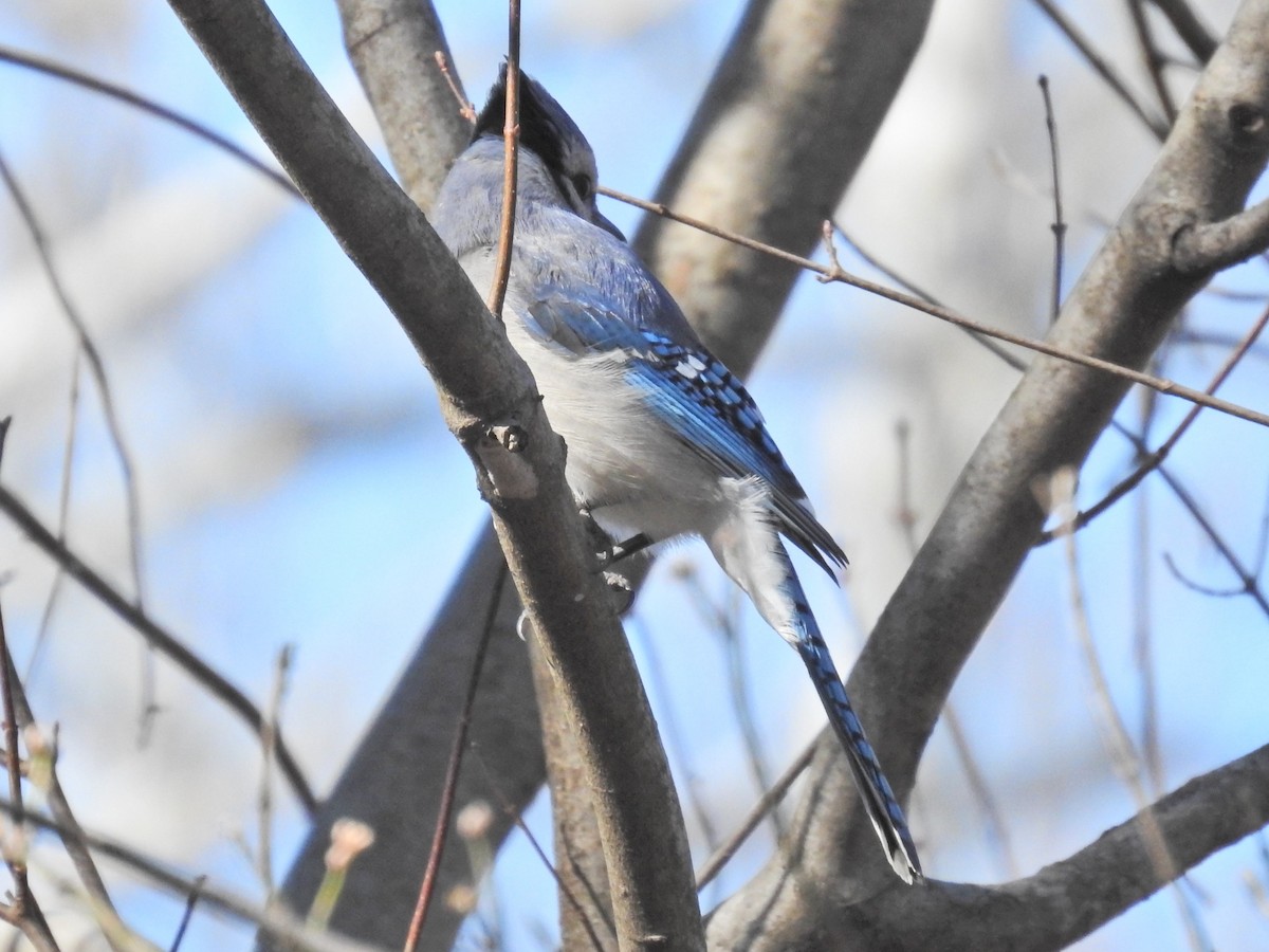 Blue Jay - ML652556500