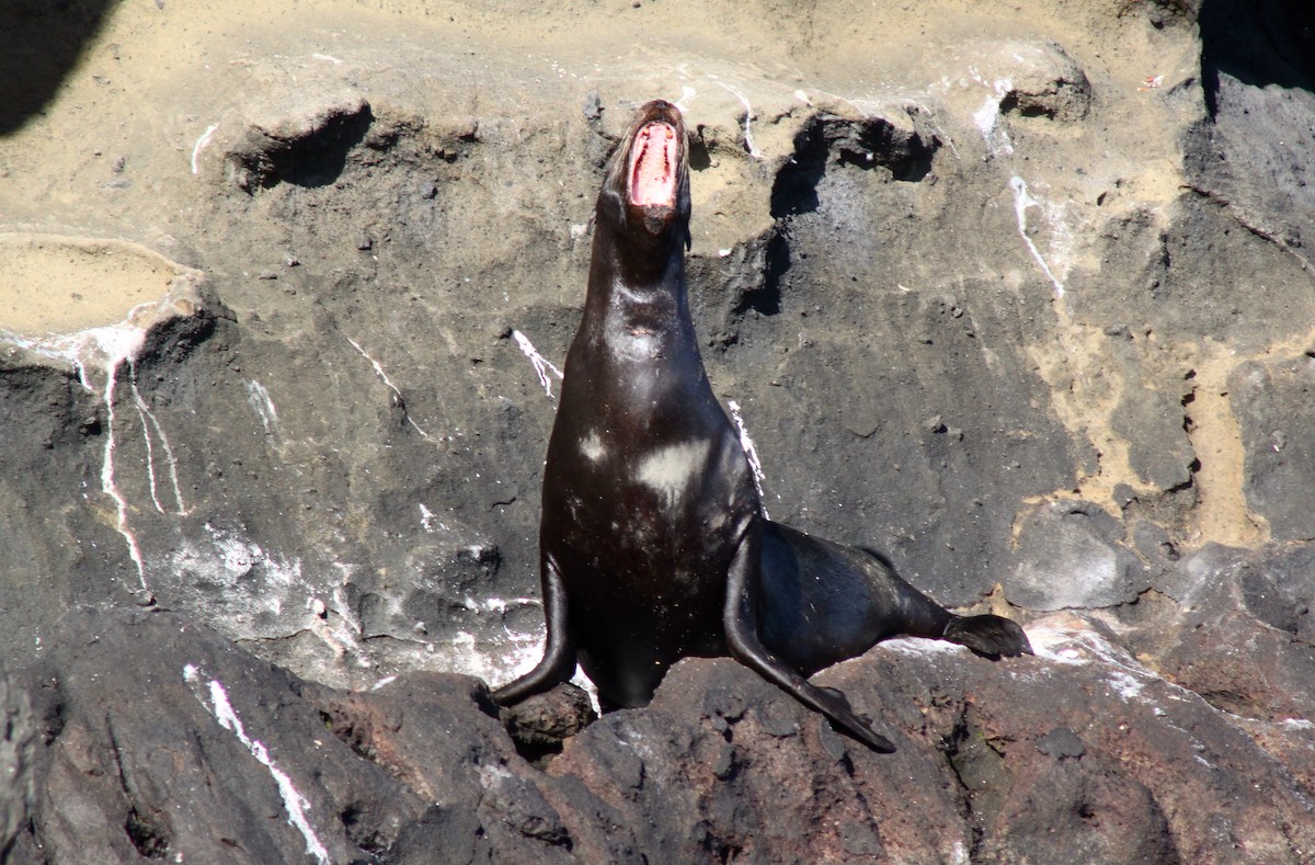 Santiago Lava Lizard - ML652556547