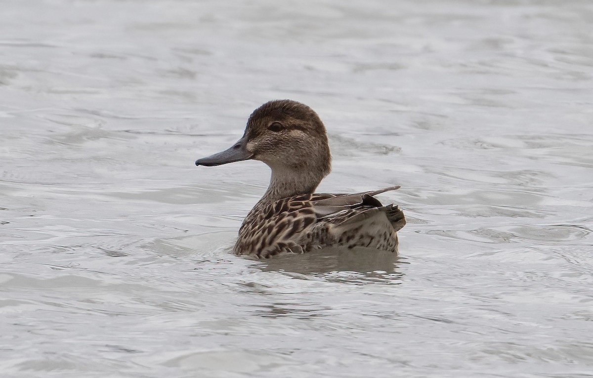 Ногоохон нугас - ML652556552