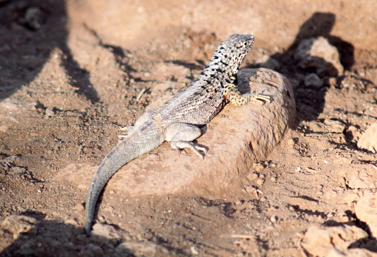 Santa Cruz Lava Lizard - ML652556577