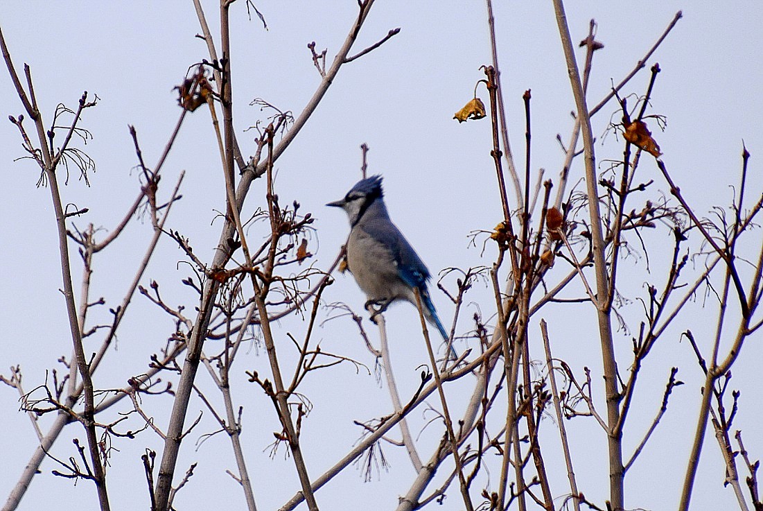 Blue Jay - ML652556706